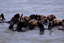 Sea otters floating in water off California coast, USA