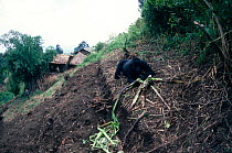 Mountain gorilla {Gorilla beringei} raiding banana plantation, Virunga NP, Dem Rep Congo