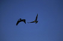 Silhouette of Osprey (Pandion haliaetus} mobbing a Pelican {Pelecanus occidentalis} Baja California, Mexico