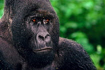 Mountain gorilla portrait (Gorilla g. beringei). Virunga NP, Democratic Republic of Congo.