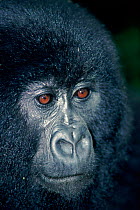 Mountain gorilla portrait (Gorilla g. beringei) juvenile. Virunga NP, Democratic Republic of Congo.