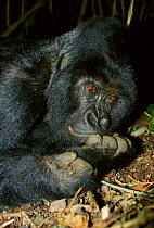 Mountain gorilla portrait, silverback (Gorilla g. beringei). Virunga NP, Republic Congo (formerly Zaire, Central Africa
