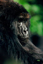 Mountain gorilla portrait juvenile (Gorilla g. berengei). Virunga NP, Democratic Republic of Congo.