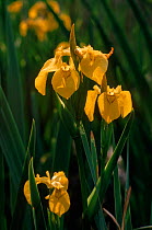 Yellow iris, Iris pseudacorus, South England, UK, Europe.