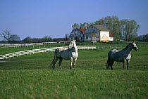 Lipizzaner horses at farm {Equus caballus} Temple farm, Wadsworth, Illinois, USA