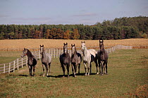 Lipizzaner horse juveniles, Illinois USA. Turn lighter in colour as they mature.