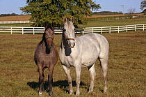 Lipizzaner horse mare and foal {Equus caballus} Temple farm, Wadsworth, Illinois, USA