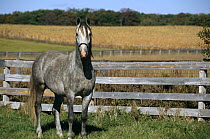 Lipizzaner horse {Equus caballus} Temple farm, Wadsworth, Illinois, USA