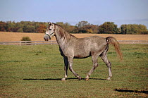 Lipizzaner horse, Illinois USA