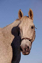 Lipizzaner horse head portrait, Illinois USA