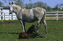 Lipizzaner horse mare with foal {Equus caballus} Temple farm, Wadsworth, Illinois, USA