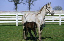 Lipizzaner horse mare with foal {Equus caballus}  Temple farm, Wadsworth, Illinois, USA
