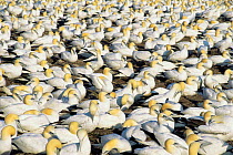 Northern gannet nesting colony {Morus bassanus}  St Lawrence Gulf, Canada