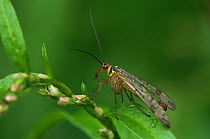 Common scorpionfly {Panorpa communis} Belgium