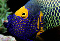 Blue face angelfish {Pomacanthus xanthometopon} Great Barrier Reef, Australia