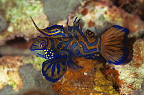 Male Mandarin fish {Synchiropus splendidus} threat behaviour, Sulawesi, Indonesia