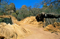 Elephant grass harvested for roofs, rock formations behind, Matobo NP, Zimbabwe