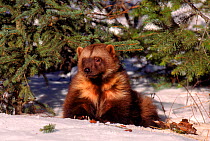 RF- Wolverine (Gulo gulo) on snow, captive. (This image may be licensed either as rights managed or royalty free.)