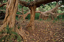 Banyan tree, Ranthambore NP, Rajastan, India