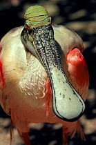 RF- Roseate spoonbill (Platalea ajaja) portrait. Florida, USA. (This image may be licensed either as rights managed or royalty free.)