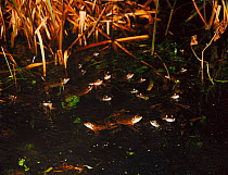 Common male frogs waiting for females during breeding season, England, UK, Europe