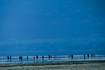 Tourists in heat haze beside Lake Nakuru NP, Kenya, East Africa