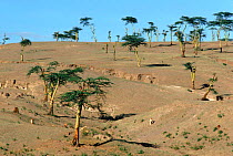 Erosion & Acacia tree felling around Lake Nakuru NP, Kenya, East Africa