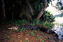 Black caiman along river bank, Manu NP, Peru, South-America