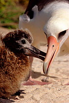 Laysan albatross feeding chick {Diomedea immutabalis} Midway Atoll, Pacific Ocean