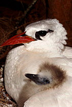 Red tailed tropic bird with chick, Midway Atoll, Pacific Ocean