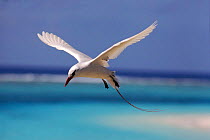 Red tailed tropic bird flying, Midway Atoll, Pacific Ocean