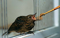 Fledgling Robin fed by hand at the Wildlife Hospital, Taunton, Somerset, UK