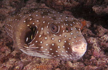 Toby fish {Arothron hispidus} aka Death pufferfish. Underwater Indo Pacific
