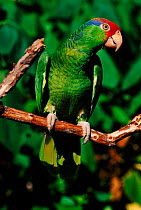 Green cheeked Amazon parrot