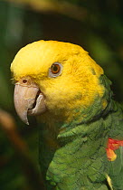 Yellow headed Amazon parrot {Amazona oratrix tresmariae} captive