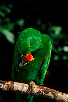 Male Eclectus parrot