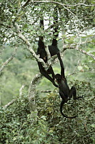 Two Male Spider monkeys {Ateles paniscus chamek} playing in tree, Amazonia, Brazil