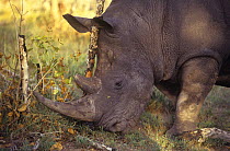 White rhinoceros (Ceratotherium simum) bull, feeding, Malamala Game Reserve, South Africa