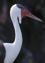Wattled crane {Bugeranus carunculatus} head and neck portrait