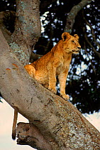 Juvenile Lion cub (Panthera leo) in tree