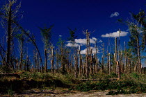 Cyclone damage to trees, Cyclone 'Bola'. Mangakino, New Zealand