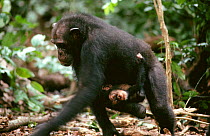 Female Chimpanzee carrying young {Pan troglodytes} Tai forest, Ivory Coast