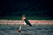 Marabou stork (Leptoptilos crumeniferus) feeding on dead flamingo. Lake Nakuru NP, Kenya, East Africa