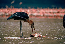 Marabou stork (Leptoptilos crumeniferus) feeding on dead flamingo. Lake Nakuru NP, Kenya. East Africa