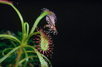 Long leaved sundew {Drosera intermedia} with trapped fly  UK