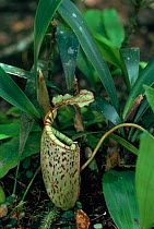 Pitcher plant (Nepenthes burbidgeae), Mt Kinabalu, Sabah, Borneo