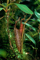 Pitcher plant (Nepenthes fusca) Mount Kinabalu, Sabah, Borneo
