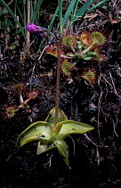 Common butterwort {Pinguicula vulgaris} Scotland UK