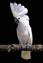 White or Umbrella cockatoo