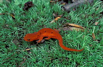 Red spotted newt, eft stage {Notophthalmus viridescens} USA